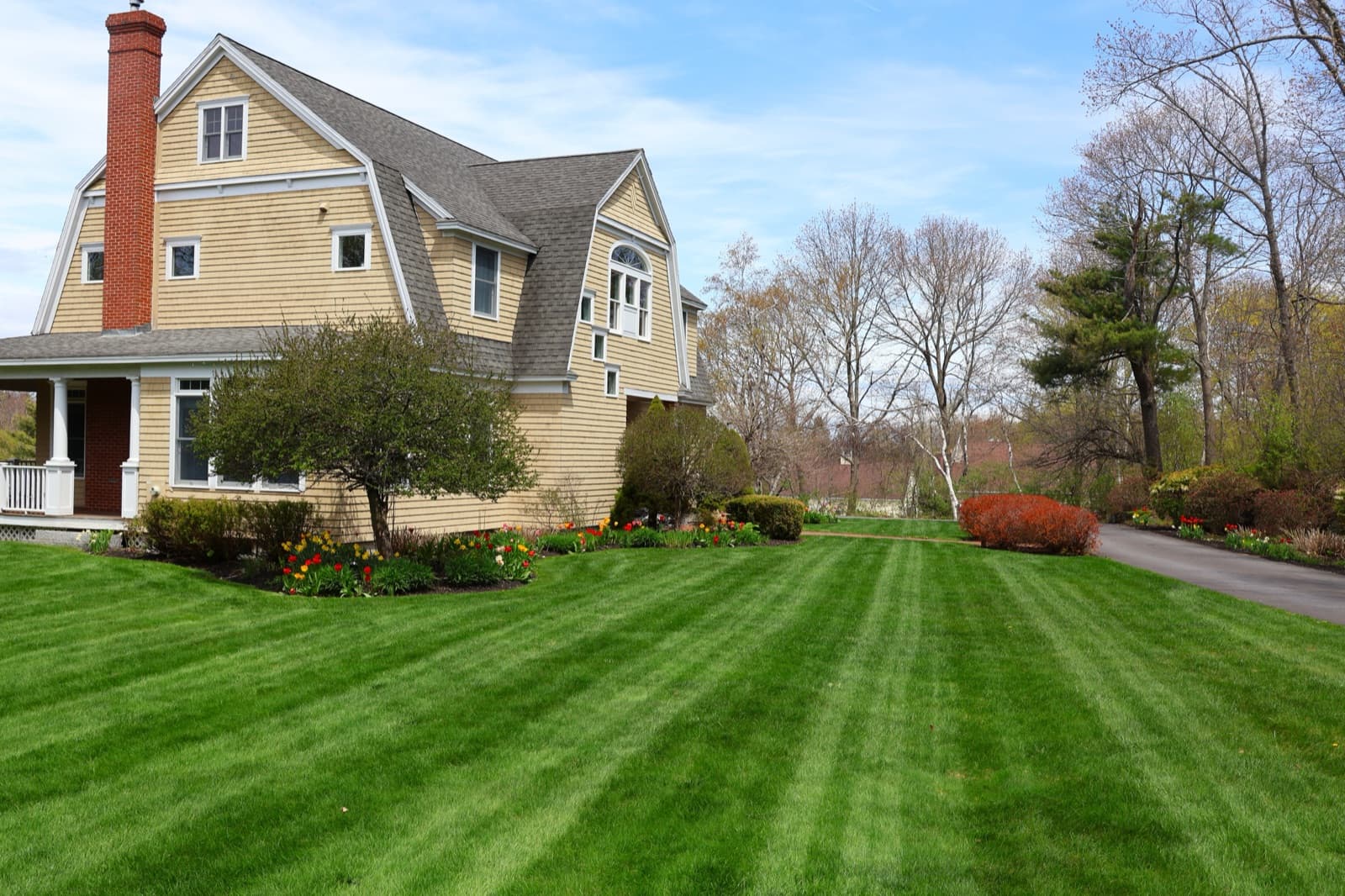 Freshly striped spring lawn at a shingle-style home