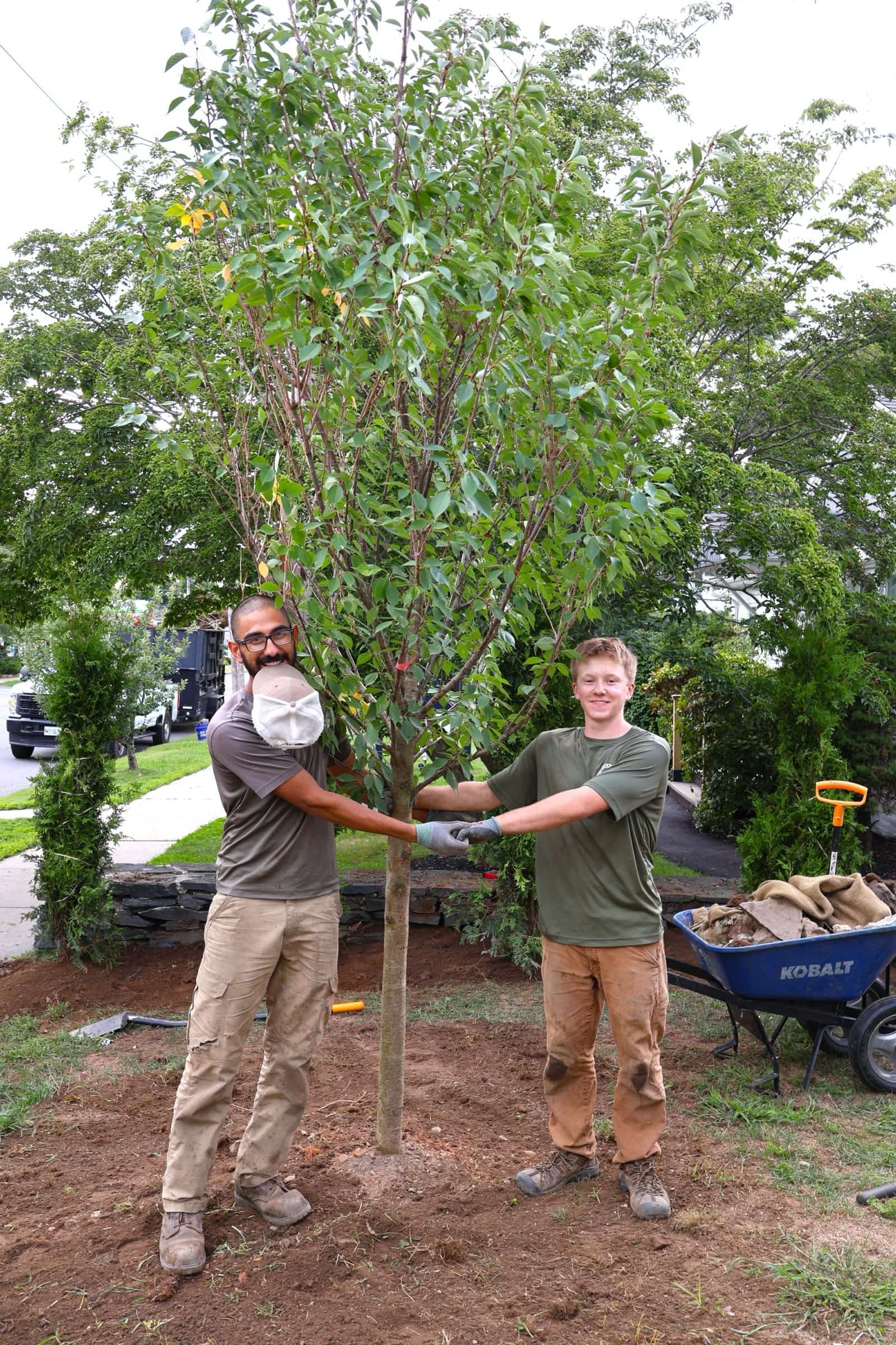 Two crew members planting a new tree