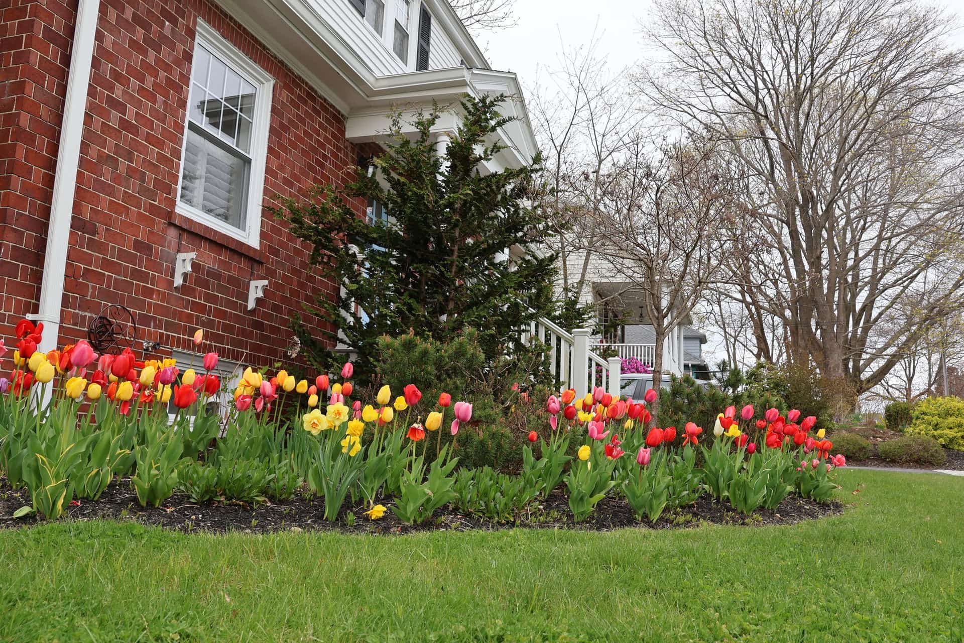 Spring tulips along a brick foundation