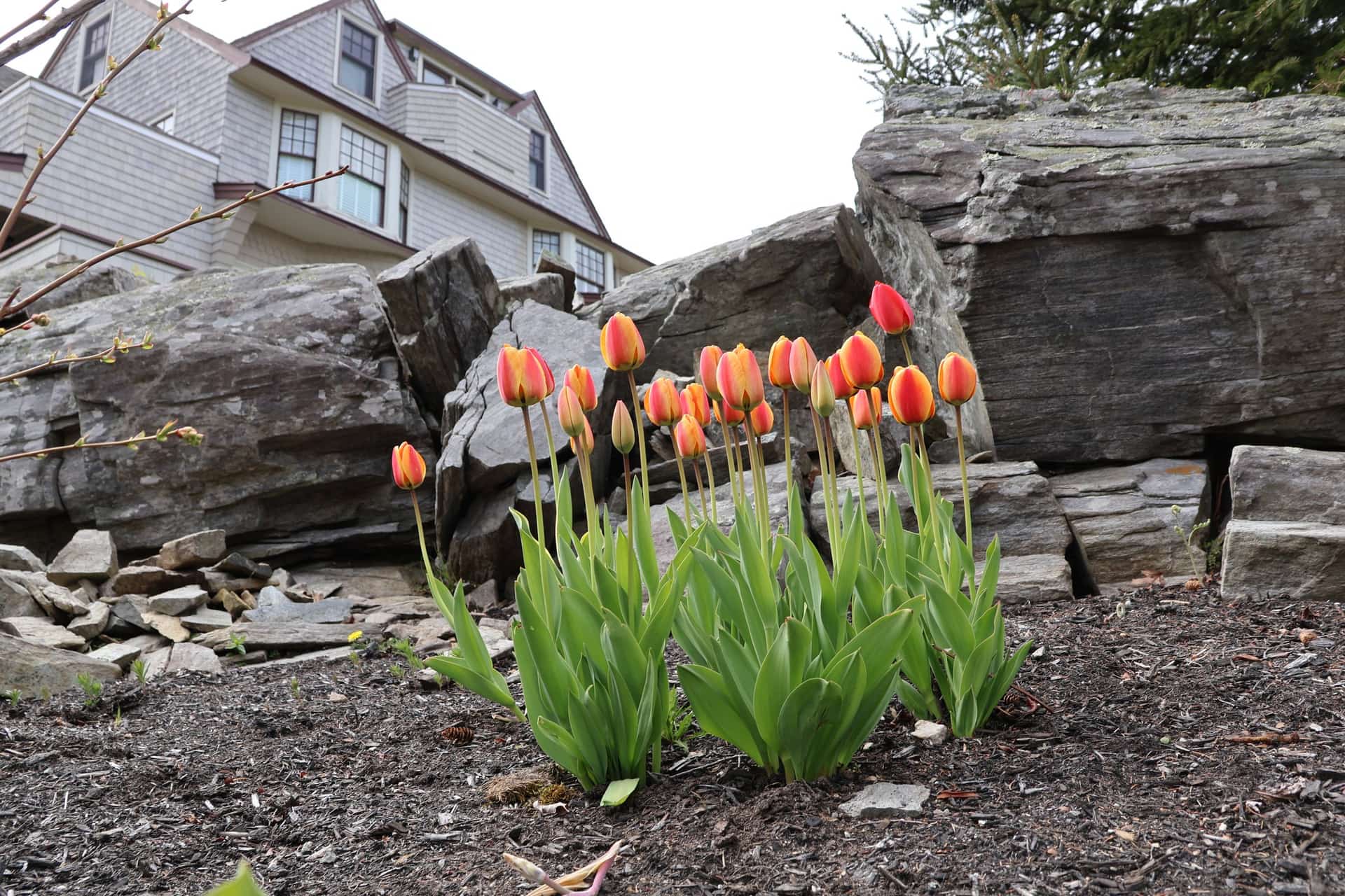 Tulips planted along a stone ledge